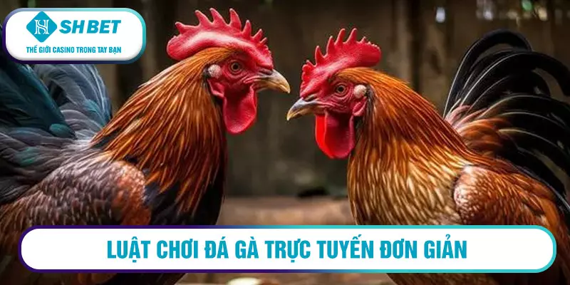 Sân chơi đá gà SHBet cực hấp dẫn 2 Luật chơi đá gà trực tuyến đơn giản